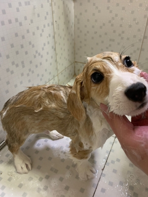 赤峰寵物店驅(qū)蟲電話號(hào)碼查詢-第1張圖片