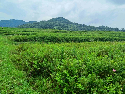 赤峰紅瓤打瓜種植基地電話號碼-第1張圖片