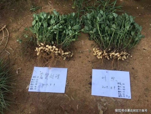 赤峰花生秧子批發(fā)市場(chǎng)電話號(hào)碼-第1張圖片