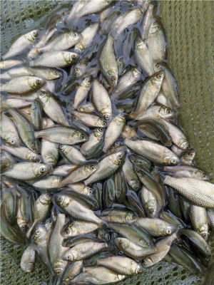 赤峰鯽魚養(yǎng)殖基地電話號(hào)碼查詢-第1張圖片