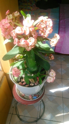 赤峰凡熙鮮花店地址電話號(hào)碼-第1張圖片