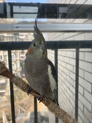 赤峰二手鸚鵡籠出售電話號碼-第1張圖片