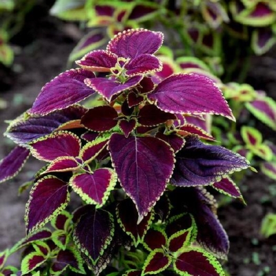 赤峰盆栽彩葉草批發(fā)電話地址-第1張圖片