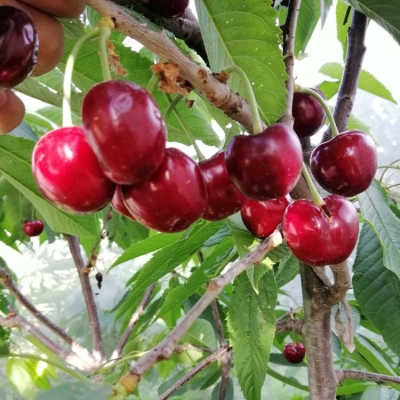 赤峰授粉藥生產(chǎn)商電話號(hào)碼-第1張圖片