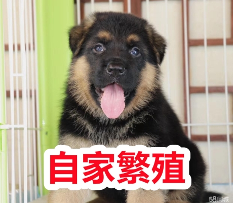 赤峰犬證辦理流程-第1張圖片