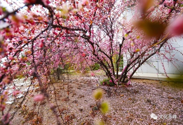 鴉鴻橋到赤峰大客的電話-第1張圖片