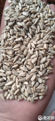 赤峰瓜子油葵種植基地電話號(hào)碼-第1張圖片