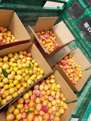 赤峰大鑫糧油招聘電話是多少號(hào)-第1張圖片