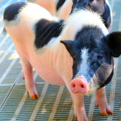 赤峰花色羊駝供應(yīng)商電話號(hào)碼-第1張圖片