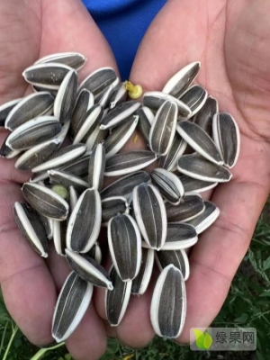 赤峰葵花加工廠地址電話號(hào)碼-第1張圖片