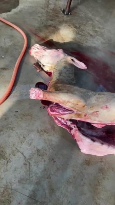 赤峰驢馬屠宰場電話地址查詢-第1張圖片