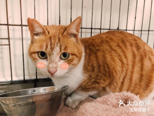 赤峰送水貓電話地址是多少號(hào)-第1張圖片