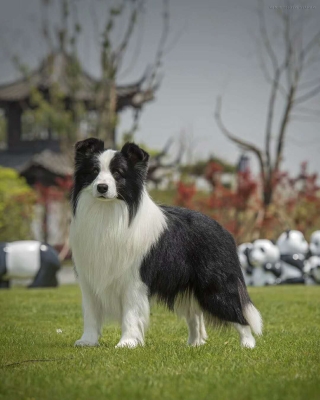 赤峰血統(tǒng)邊牧養(yǎng)殖基地電話號(hào)碼-第1張圖片