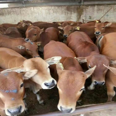 赤峰黃牛種苗批發(fā)市場電話號碼-第1張圖片