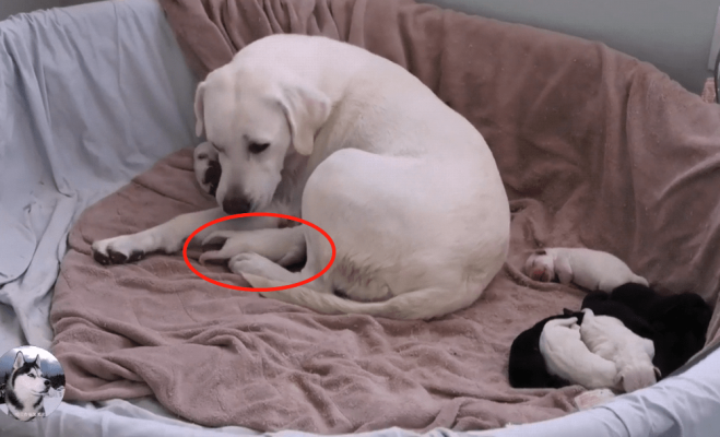 赤峰流浪狗喂養(yǎng)基地電話號碼-第1張圖片