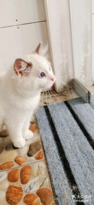 赤峰嗨皮寵物店電話地址查詢-第1張圖片