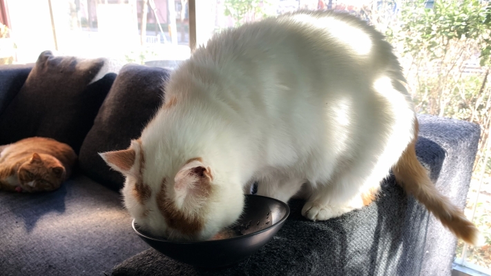 赤峰喵咪蛋糕店電話地址查詢-第1張圖片