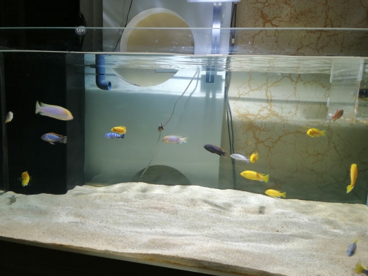 赤峰賣三湖魚電話地址查詢-第1張圖片