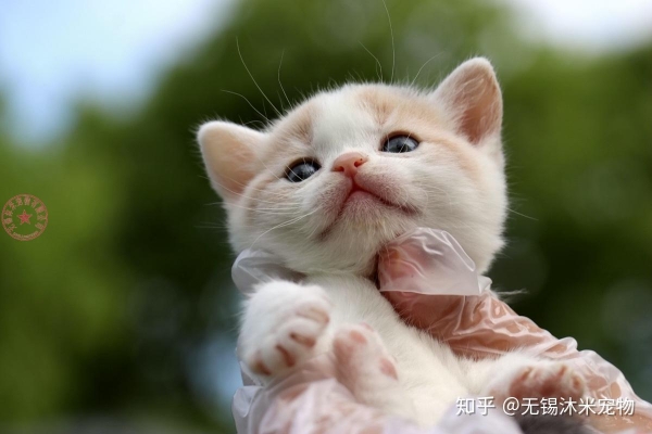 赤峰繁育貓舍電話(huà)號(hào)碼多少號(hào)-第1張圖片