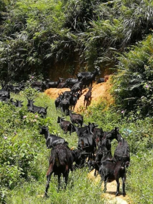 赤峰老范豬肉店電話多少號-第1張圖片