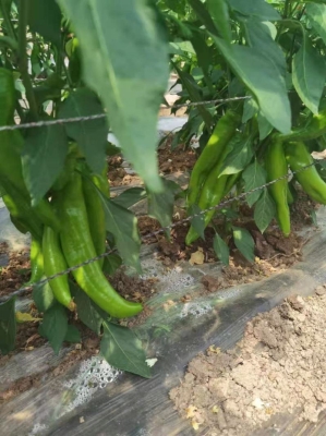 赤峰碗托批發(fā)市場(chǎng)電話號(hào)碼-第1張圖片