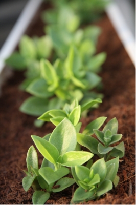 赤峰植物研究所電話號碼是多少-第1張圖片