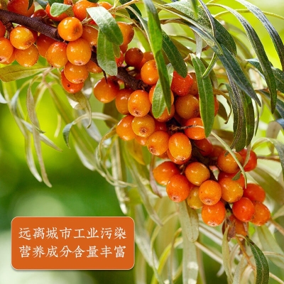 赤峰沙棘果茶廠家電話號碼-第1張圖片