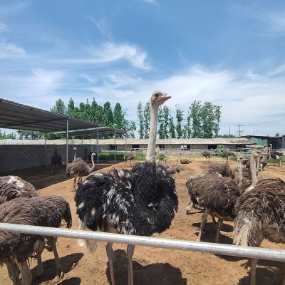 赤峰駝鳥(niǎo)養(yǎng)殖場(chǎng)電話號(hào)碼查詢-第1張圖片