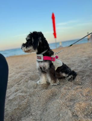 赤峰攜寵酒店電話號(hào)碼查詢是多少-第1張圖片