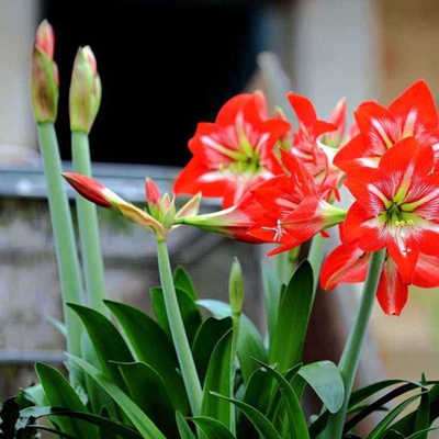 赤峰花卉種球網(wǎng)袋廠家電話號碼-第1張圖片