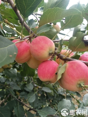 赤峰海棠果干批發(fā)電話號碼查詢-第1張圖片