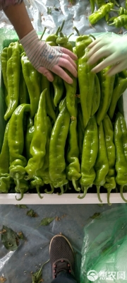 赤峰伊面批發(fā)市場電話號碼-第1張圖片