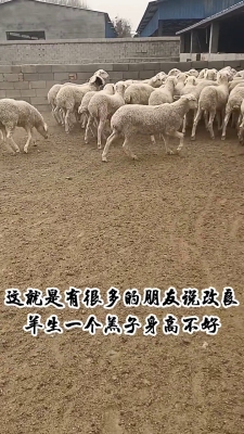 赤峰養(yǎng)羊馬總代理電話號碼是多少-第1張圖片