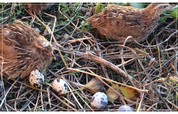 赤峰賣生鵪鶉蛋的電話號(hào)碼-第1張圖片