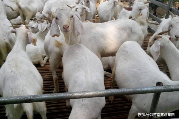 赤峰中昌牛羊飼料廠電話號(hào)碼-第1張圖片