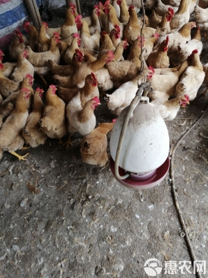 赤峰市淘汰雞賣家電話號碼-第1張圖片