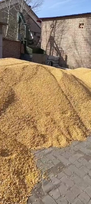 內(nèi)蒙赤峰賣干玉米粒電話號碼-第1張圖片