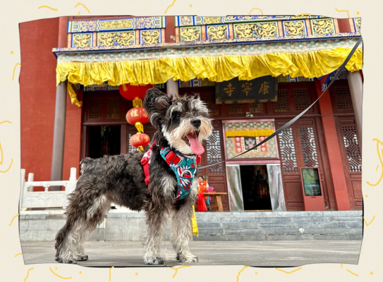 赤峰市康寧寺電話話號是多少-第1張圖片