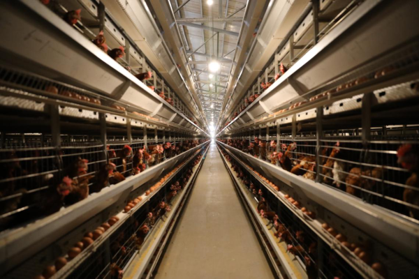 赤峰聯(lián)棟大棚電話多少號碼-第1張圖片