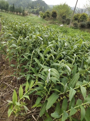 赤峰紅山草豬種苗基地電話號(hào)碼-第1張圖片