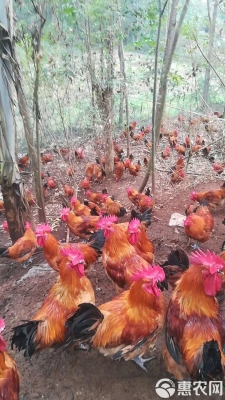 赤峰批發(fā)大公雞電話是多少號-第1張圖片