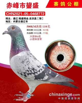 赤峰信鴿拍賣網(wǎng)站電話號碼查詢-第1張圖片