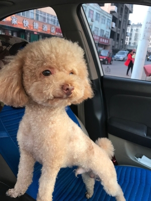 赤峰異類寵物店電話號(hào)碼查詢-第1張圖片