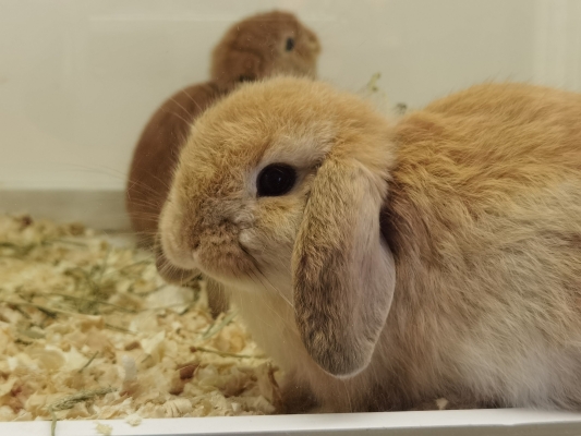 赤峰市兔子寵物店電話(huà)號(hào)碼-第1張圖片