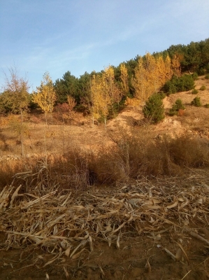 赤峰到寧城拼車-第1張圖片