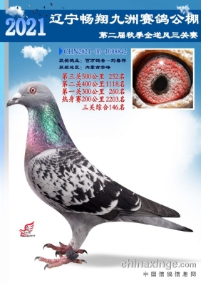 赤峰賣活鴿子的電話號碼是多少-第1張圖片