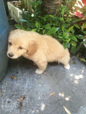 赤峰狗狗之家電話號碼查詢是多少-第1張圖片