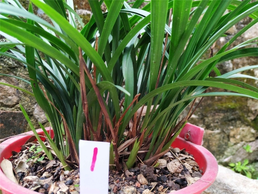 赤峰養(yǎng)蘭基地地址電話(huà)是多少號(hào)-第1張圖片