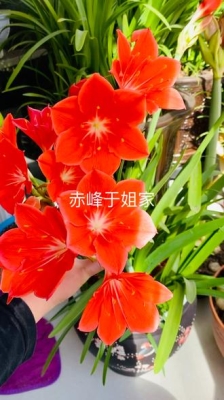 赤峰蘭炭經(jīng)銷處地址電話號碼-第1張圖片