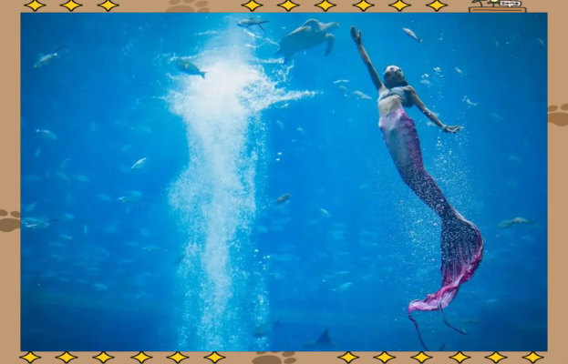 赤峰水族館訂票電話是多少號(hào)-第1張圖片